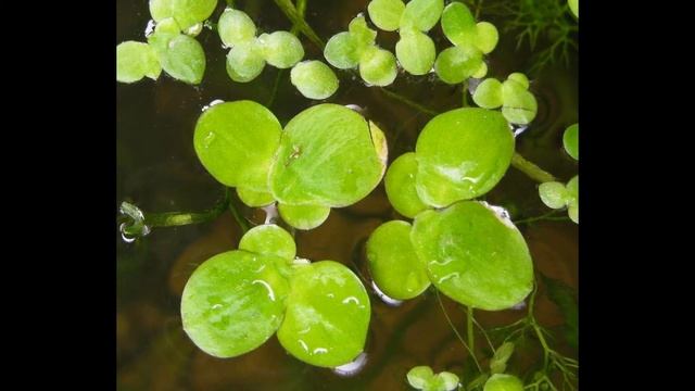 РЯСКА (LEMNA) сем. Рясковые смотреть онлайн