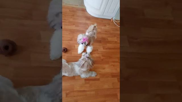 Настоящая Дружба #дружба #тольятти#россия#котэ#шитцу смотреть онлайн