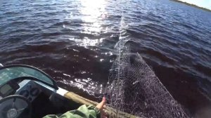 Ловля семги на севере. Рыбалка сетями / Fishing for salmon