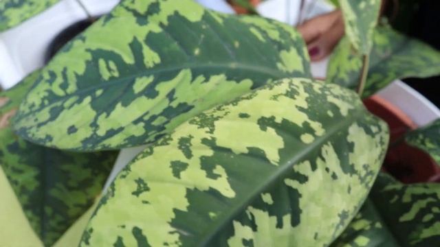 Homalomena Varieties | Plant Care & Propogation смотреть онлайн