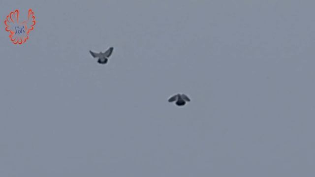 "НИКОЛАЕВСКИЕ ГОЛУБИ" смотреть онлайн