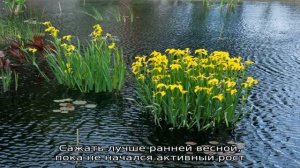 Когда сажать ирис болотный — природный фильтр для пруда