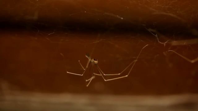 Часть 3. Пауки, плетущие паутину смотреть онлайн