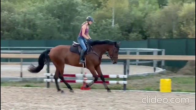 Мерин в конкур, внук Клинтона. Арт.: 0105 смотреть онлайн