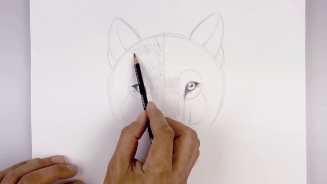 How To Draw A Wolf | Sketch Tutorial смотреть онлайн