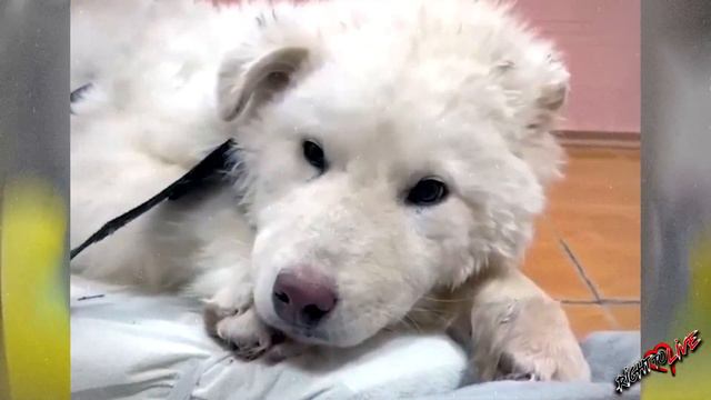 Он вмерз в снег пока ждал помощи! Люди не поверили своим глазам, когда его нашли! смотреть онлайн