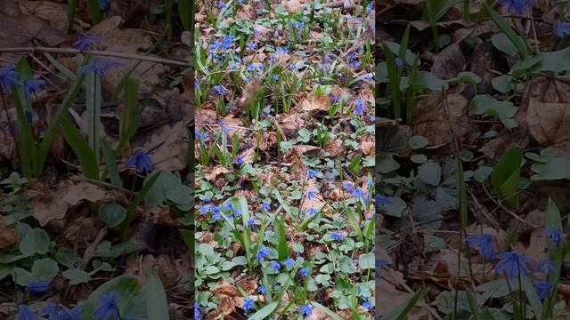 Лес в марте на Кубани. Пролески. Прогулка в лесополосе 12 марта 2023. смотреть онлайн