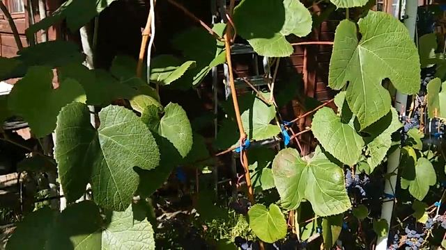 Виноград в Подмосковье. Август - Учимся вместе. смотреть онлайн