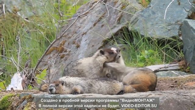 Чтение стихотворения Сергея Есенина "Письмо матери" смотреть онлайн