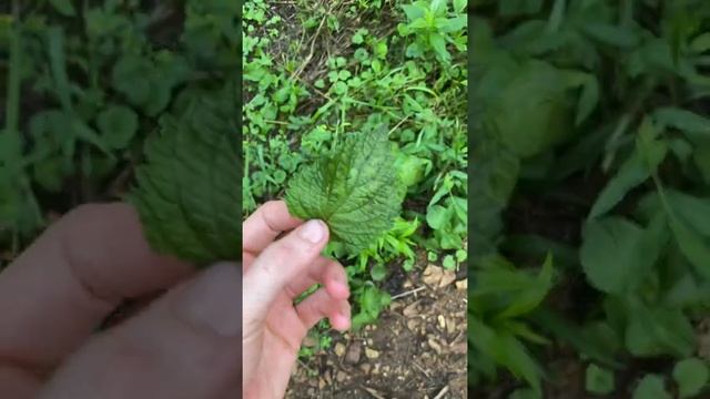 ?SHISO? | Perilla frutescens | ?primera parte #herbolaria #plantassilvestres смотреть онлайн