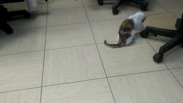 Мирта - спустя две недели... смотреть онлайн