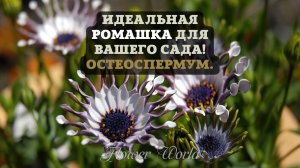 Идеальная ромашка для вашего сада! Остеоспермум. ?