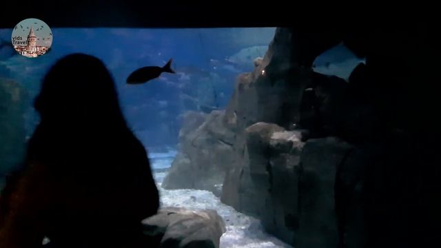 Istanbul Aquarium İstanbul Akvaryum Full Visit | Istanbul Akvaryum Florya Gezisi смотреть онлайн