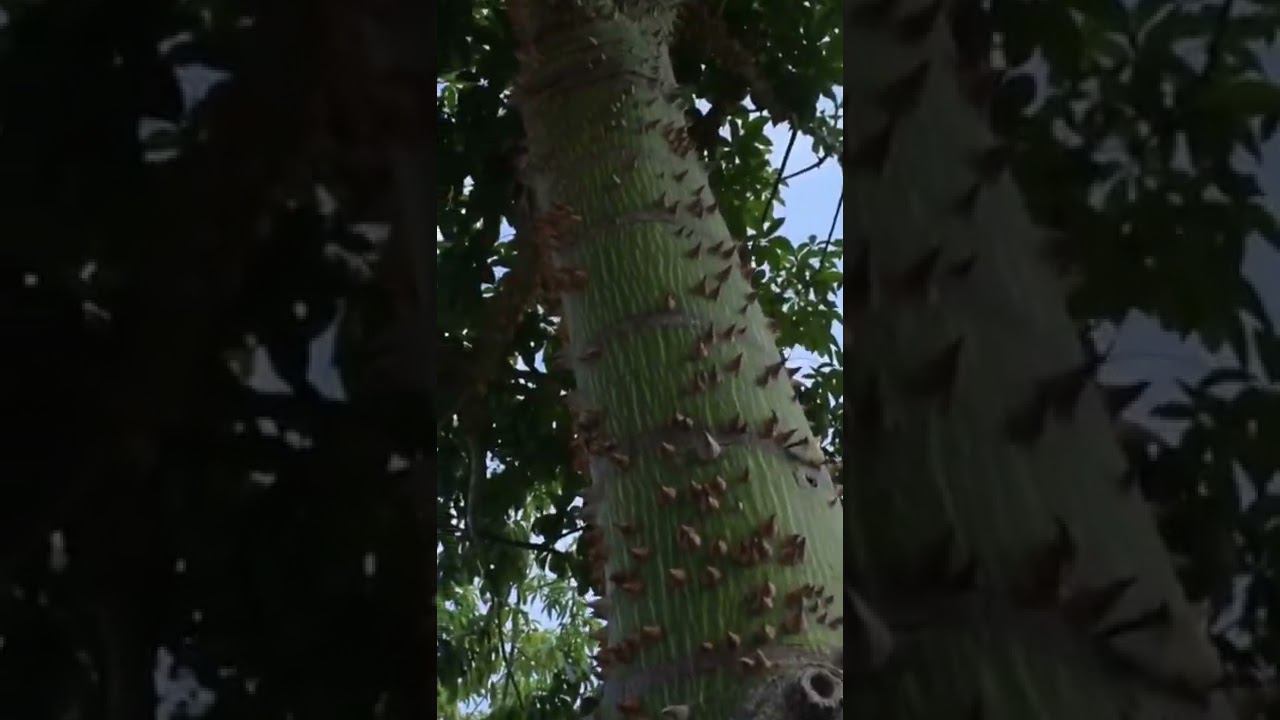 Что это за Дерево? смотреть онлайн