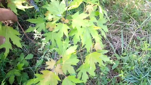 В дендрарии: краснокнижная клекачка перистая, птелея трехлистная, клён серебристый (сахаристый) смотреть онлайн