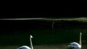 Константин Никольский - Птицы Белые Мои