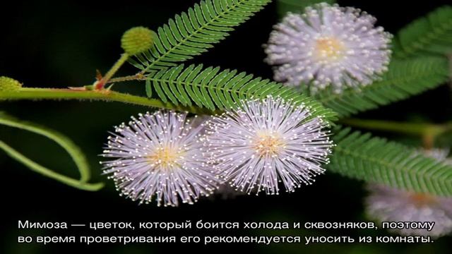 Мимоза — что это за цветок, как выглядит смотреть онлайн