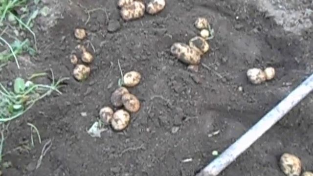 2022 Картофель-Гулливер-Каменский смотреть онлайн