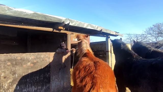 Жеребец Житомир тот ещё дикарь. смотреть онлайн