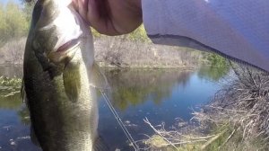 FHL Bass Fishing Megabass Pop Max Black Orochi (2)