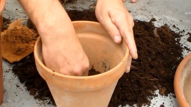 Jardinage:Comment faire l'entretien et arrosage des plantes vertes d'intérieur смотреть онлайн