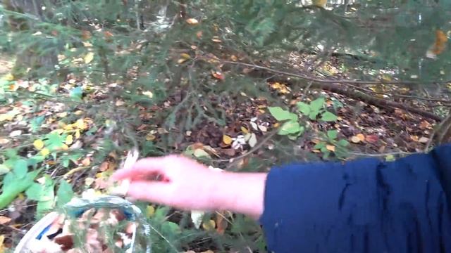 ДВА ВЕДРА ГРИБОВ!!! Пермь. 28сент 2021 4 часть