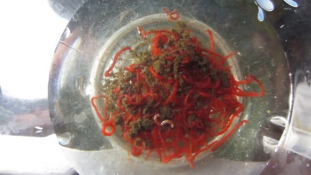 Мотыль из домашнего садового водоёма смотреть онлайн