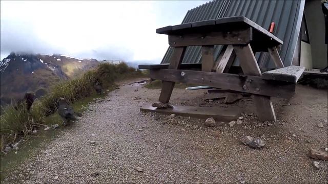 AWESOME! Keas while hiking Kepler Track day2, Fiordland National Park, New Zealand, 28-11-2019 смотреть онлайн
