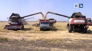 Основной этап уборки риса стартовал в Краснодарском крае