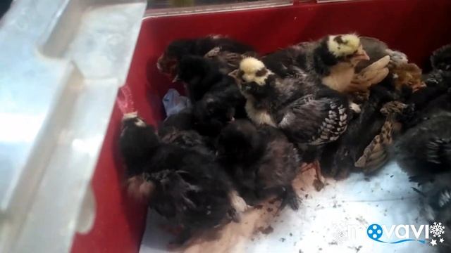 Шелковые и Павловские птенцы, цыплята. смотреть онлайн