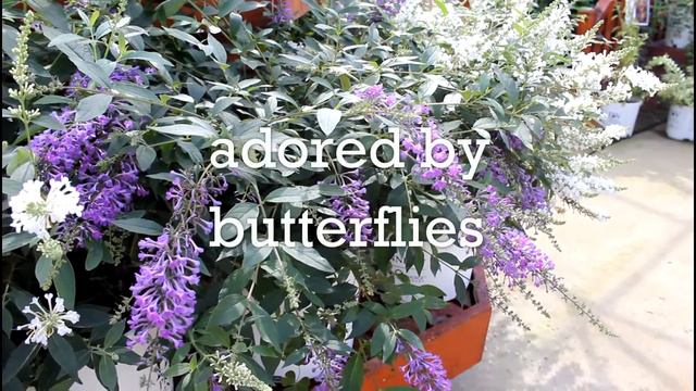 30 Seconds with InSpired™ Violet Butterfly Bush смотреть онлайн