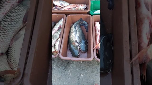 Рыба на рынке, цена зашкал! смотреть онлайн