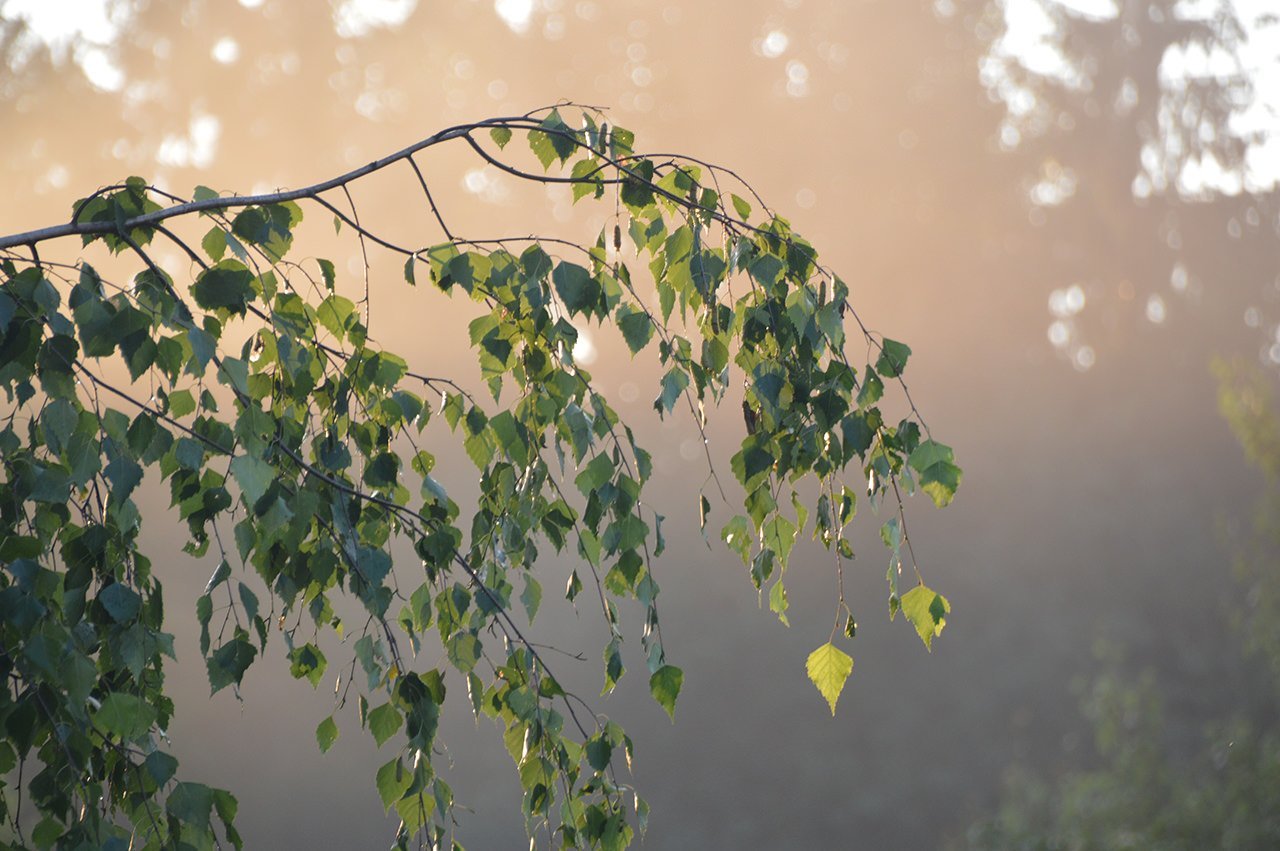 БЕРЕЗОВЫЕ СНЫ из киноэпопеи «Великая Отечественная», слова Георгия Фере, музыка Виталия Гевиксмана смотреть онлайн
