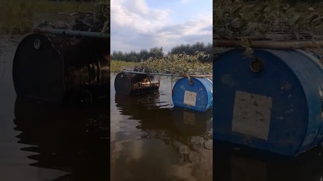 Кормим карпа опарышем смотреть онлайн