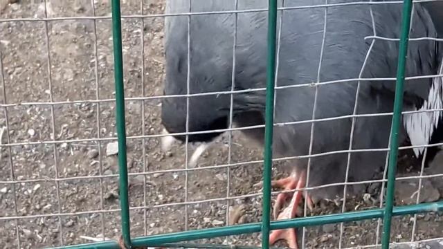 Красивые Фазаны смотреть онлайн