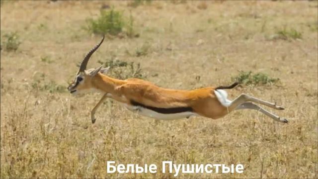 ГАЗЕЛЬ ТОМПСОНА/Копытные/Животные/Интересные факты смотреть онлайн