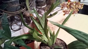 Камбрия: секреты правильного ухода. Грунт. Полив.