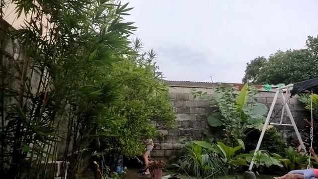 RECOMMENDED EASY TO GROW AND LOW MAINTENANCE PLANTS & FRUIT BEARING TREES (PHILIPPINES) смотреть онлайн