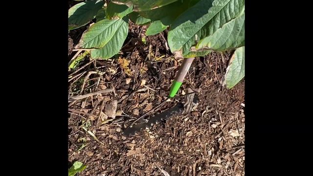Episode 303: How to Transplant Paw Paw Trees in a Hugelkultur. New 5 Sections Greenhouse Cover. смотреть онлайн