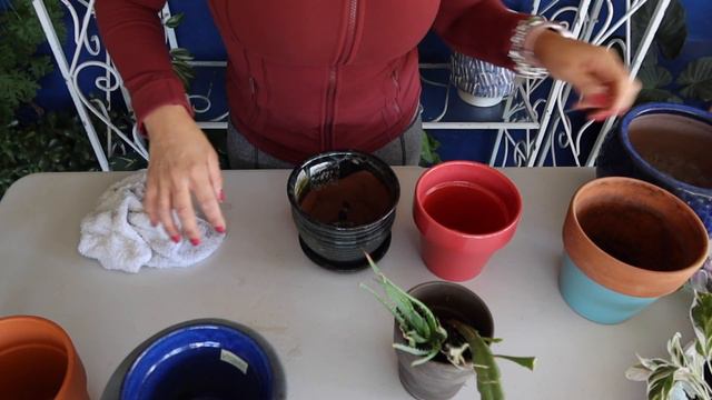 Recibi unas hermosas plantas de mi amigo "Carlos de las Plantas" смотреть онлайн