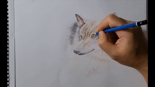 How to draw a wolf/colored pencil/time lapse by Tinta Grade смотреть онлайн