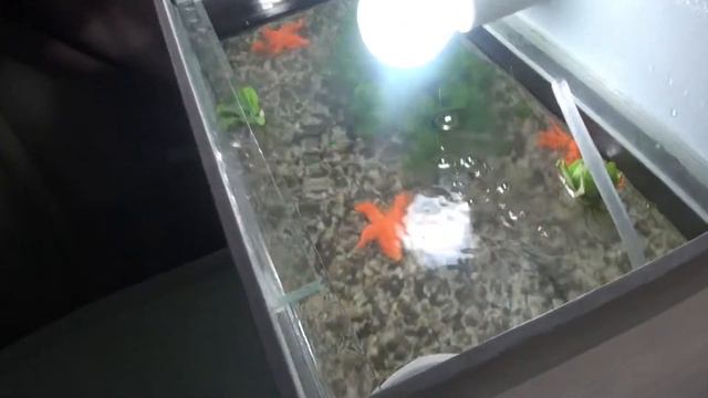 НОВЫЕ растения для рыбки петушка смотреть онлайн