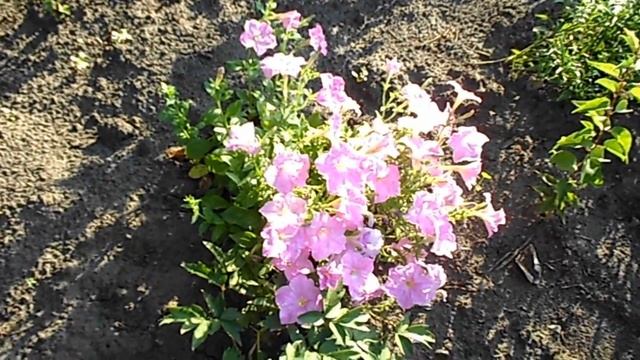 МИРАБИЛИС ЯЛАПА или НОЧНАЯ КРАСАВИЦА