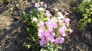 МИРАБИЛИС ЯЛАПА или НОЧНАЯ КРАСАВИЦА