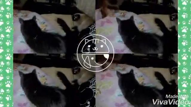 Реакция кошек на мяуканье...МЯУ.../Sasha смотреть онлайн
