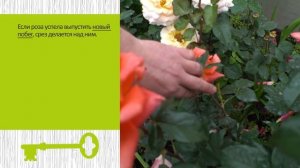 Как обрезать розы летом