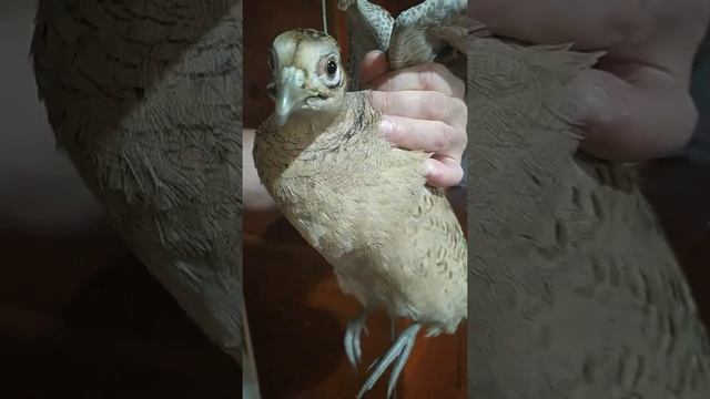 как выглядит самка фазана дикая птица смотреть онлайн