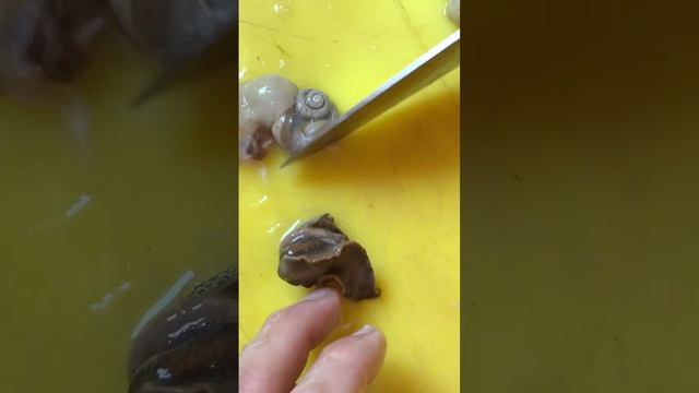 Улитки Эскарго в чесночно-травяном масле. Афродизиак и деликатес. #едашуваев #ранчошуваевых #улитки смотреть онлайн