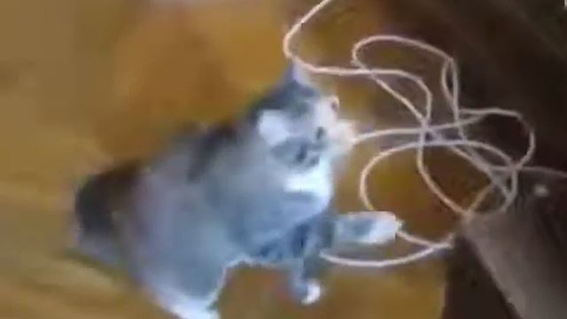 Кот против DVD провода (Смешное видео) смотреть онлайн