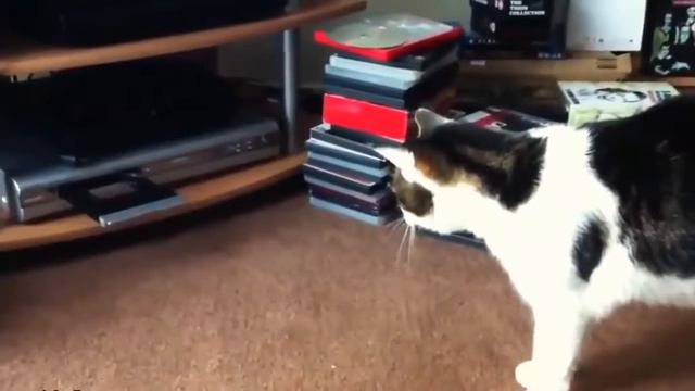 Самые смешные коты в мире! Лучшие приколы с котами 2016-2017 часть 7/котики из рая(CatsLIVE) смотреть онлайн